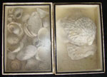 box of shells